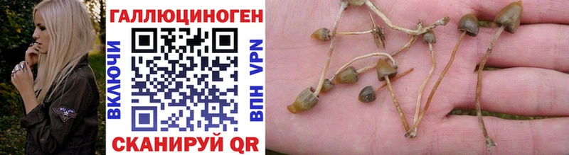 Псилоцибиновые грибы Psilocybe наркошоп Добрянка
